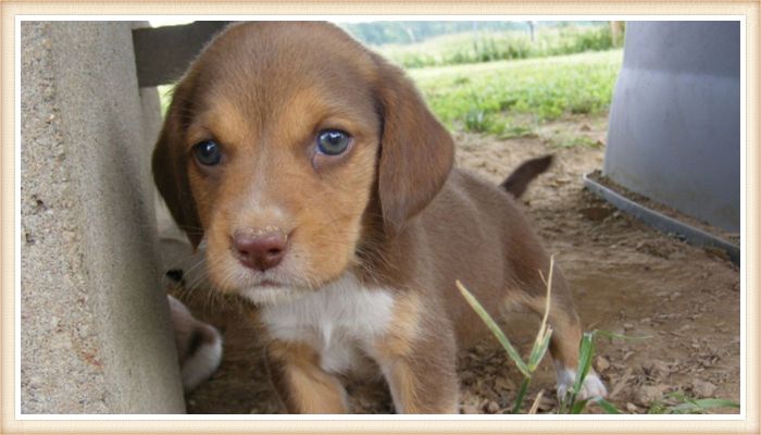 cachorrito beagle chocolate de ojos claros