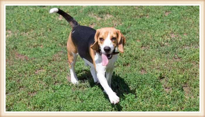 beagle tricolor con la lengua afuera caminando sobre la hierba 