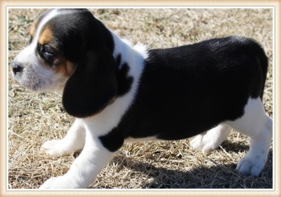cachorro beagle negro y blanco parado sobre la hierba seca
