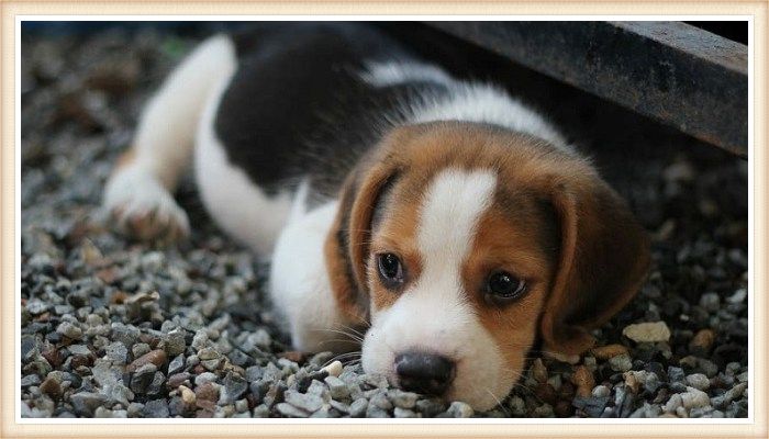 beagle cachorro tricolor echado sobre grava