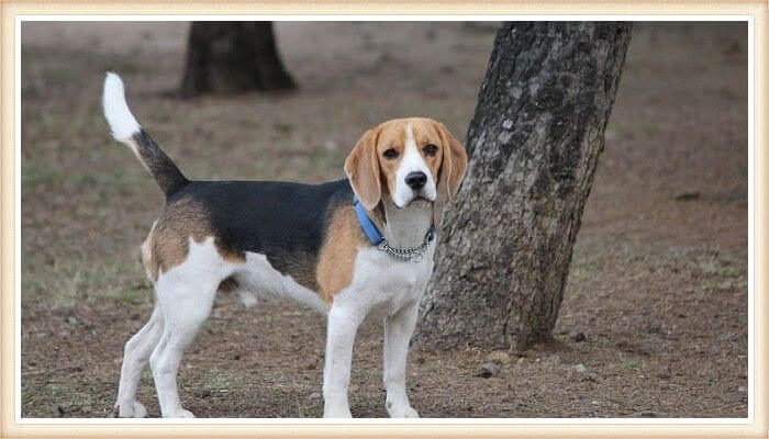 beagle tricolor parado frente a un árbol