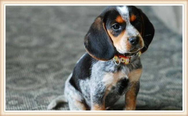 cachorro beagle bluetick con collar 