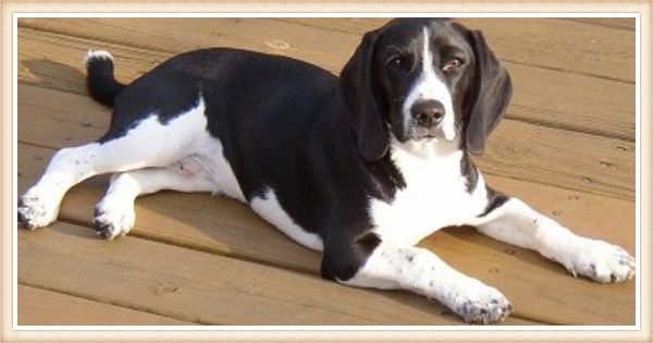 beagle negro acostado sobre piso de madera