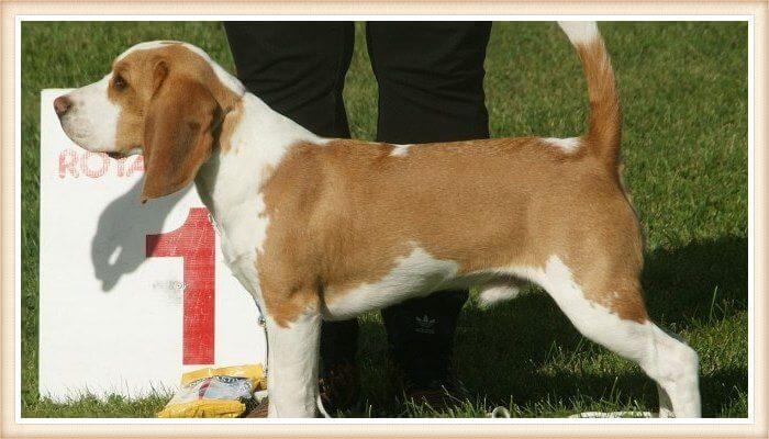beagle rojo y blanco en el terreno de competición