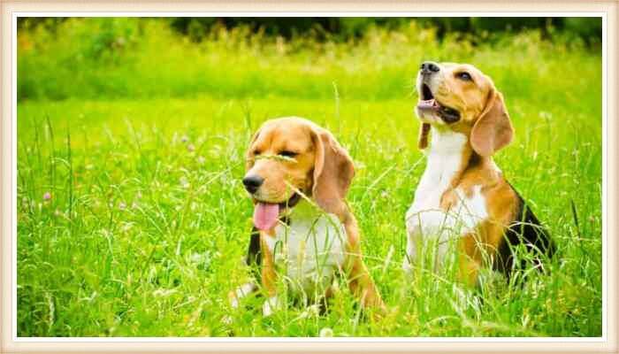 perros beagle jugando entre la hierba verde