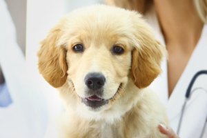 cachorro joven de color crema en la mesa del veterinario