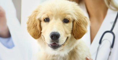 cachorro joven de color crema en la mesa del veterinario