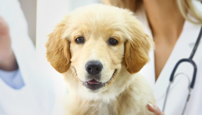 cachorro joven de color crema en la mesa del veterinario