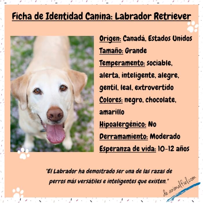 ficha de identidad con rasgos generales del perro labrador