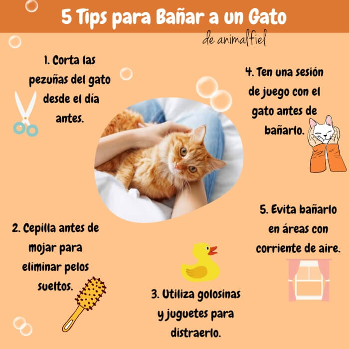 imagen diseño sobre consejos para bañar a un gato