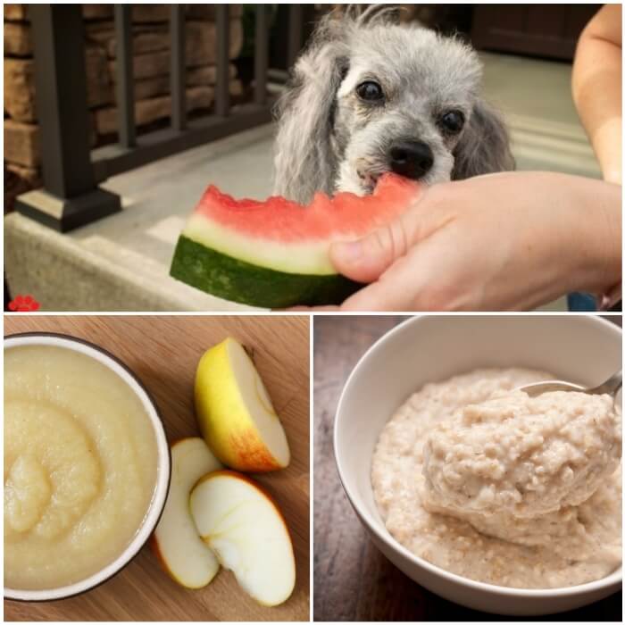 perro comiendo sandía de la mano de su dueño