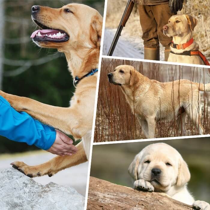 labrador retriever en posición atenta cazando junto a su dueño