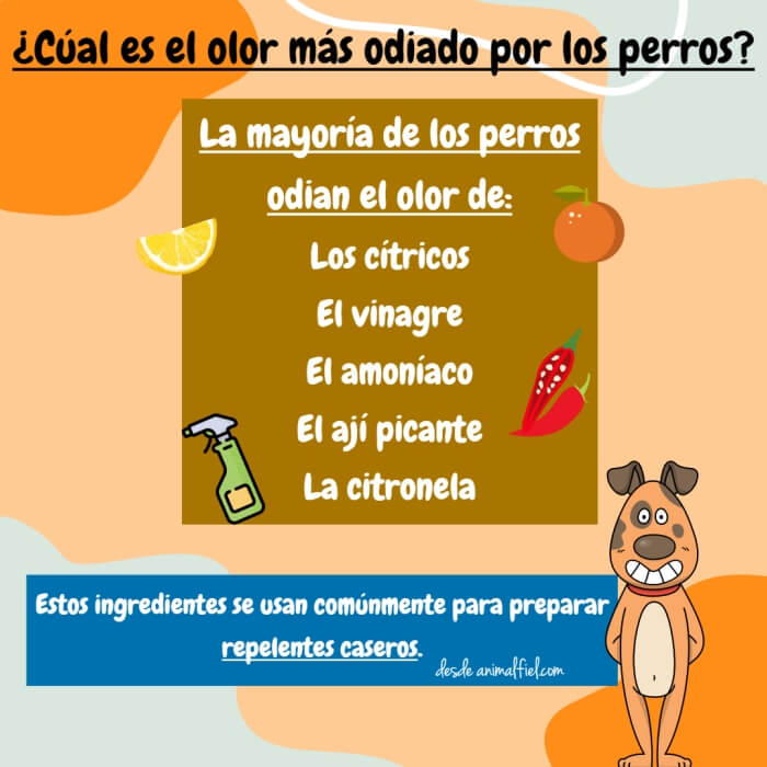 imagen-diseño olores repelentes para perros