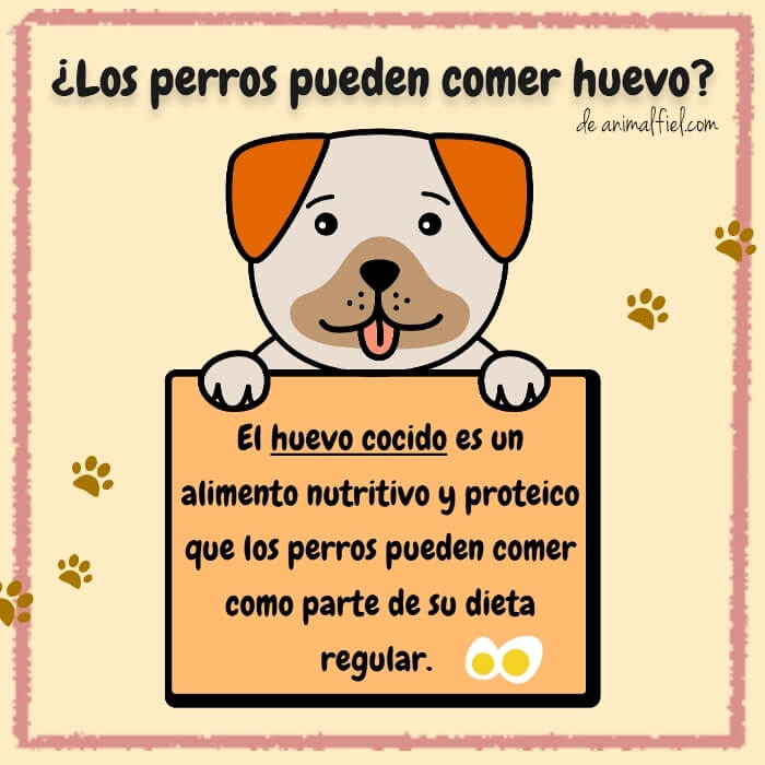 imagen diseño sobre el consumo de huevo en perros