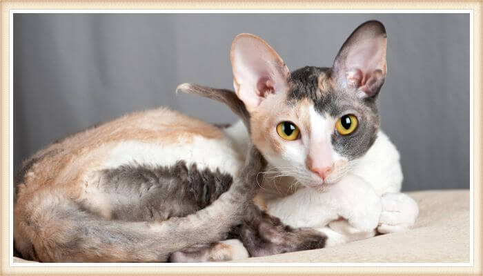 cornish rex acostado con el cuerpo recogido