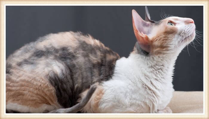 gato cornish rex agachado mirando hacia arriba