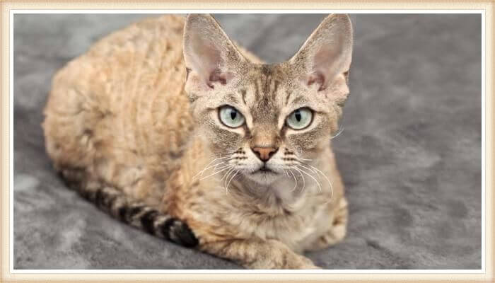 gato devon rex de ojos verdes mirando fijamente