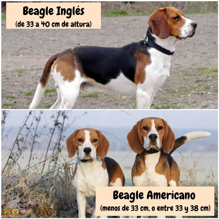 imagen comparativa entre los beagles inglés y americano