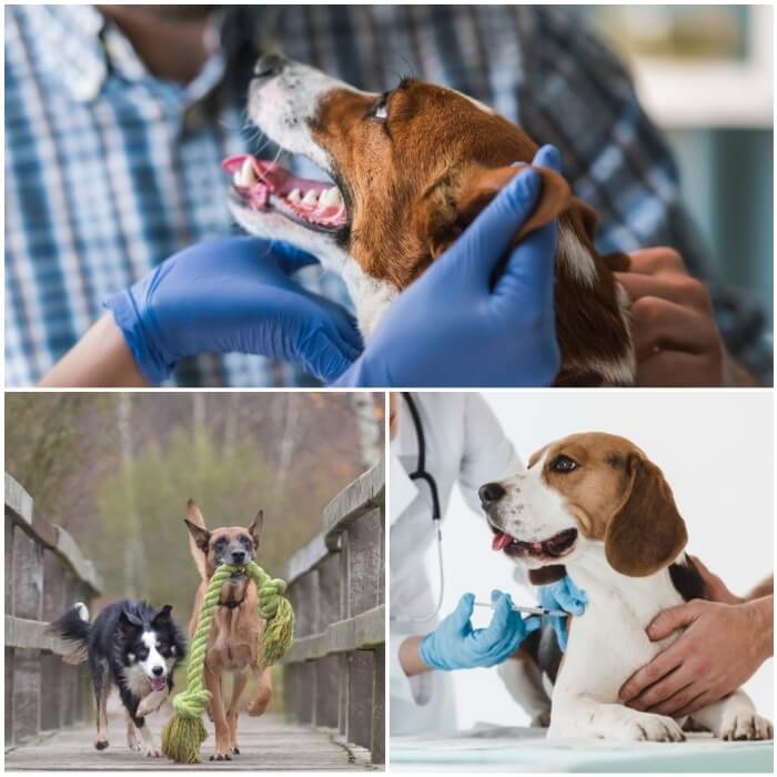 perro recibiendo vacuna en el veterinario