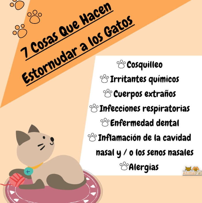 imagen diseño sobre causas del estornudo anormal en gatos