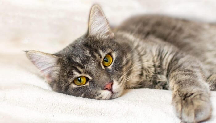 gato acostado con mirada triste