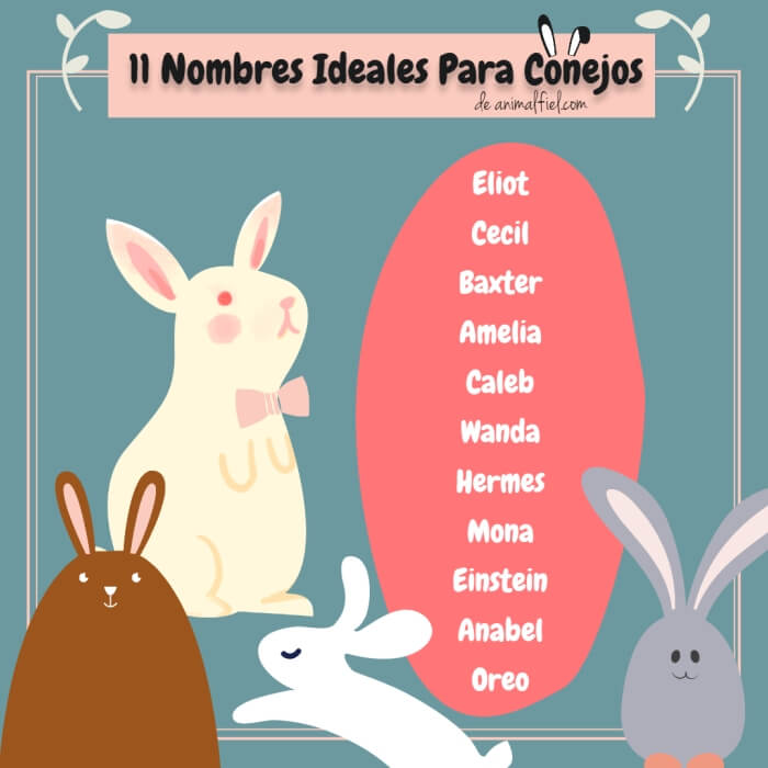 imagen diseño - lista de nombres originales para conejos