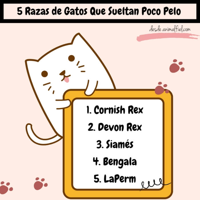 imagen-diseño razas de gatos que no sueltan pelo