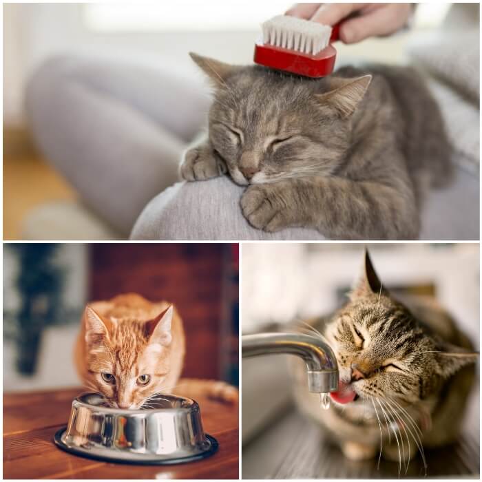 mujer eliminando los pelos sueltos de su gato