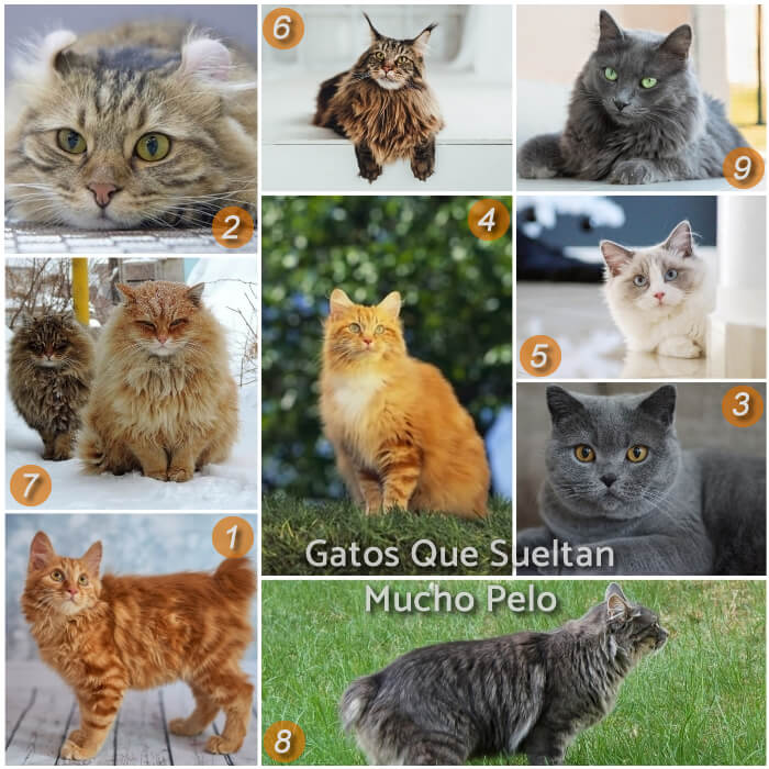 Cenar Llevando escocés Top 11 Razas de Gatos que No Sueltan Pelo + 9 Que Sí Sueltan Mucho