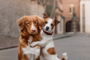 perros en la calle abrazándose