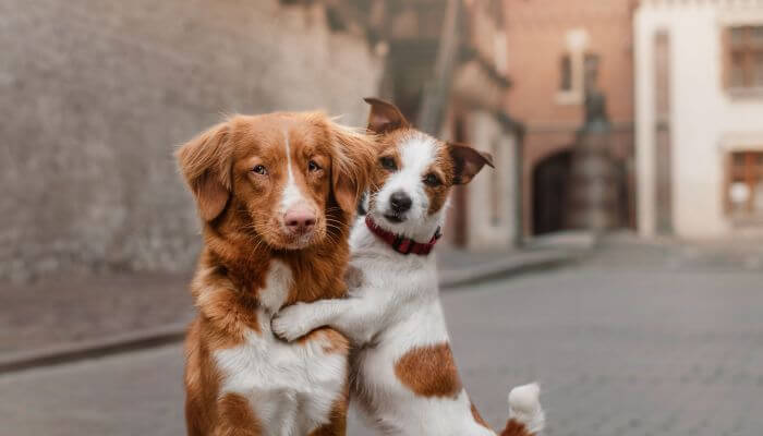 perros en la calle abrazándose