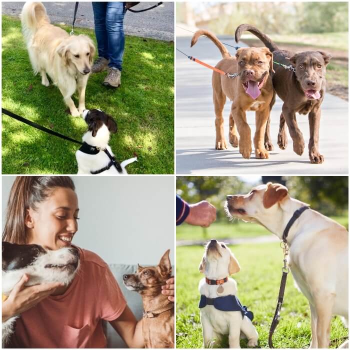 perros atados con correa paseando uno junto al otro