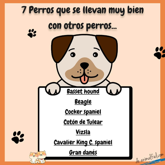 imagen diseño - razas de perros que se llevan bien con otros perros