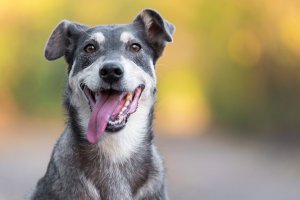 perro feliz con la lengua afuera