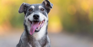 perro feliz con la lengua afuera