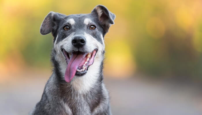 perro feliz con la lengua afuera