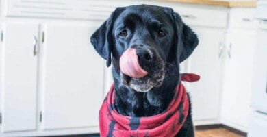 perro negro con collar lamiéndose el hocico