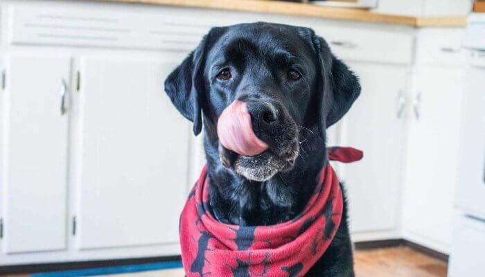 perro negro con collar lamiéndose el hocico