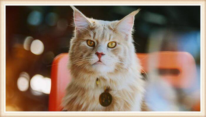 maine coon mirando con atención