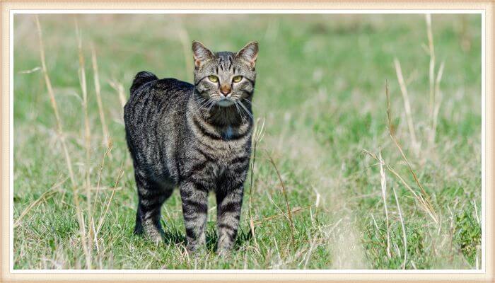 gato manx caminando al aire libre sobre hierba