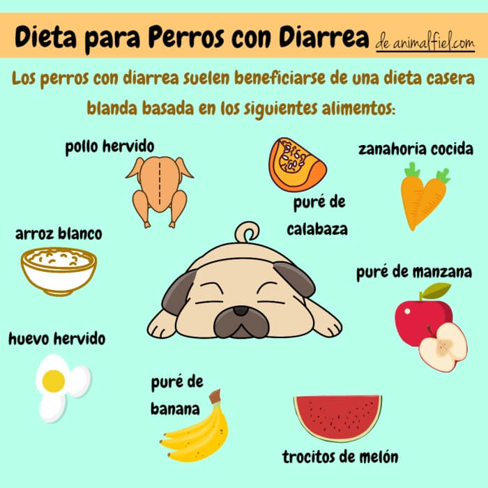 imagen diseño sobre alimentos para perros con diarrea