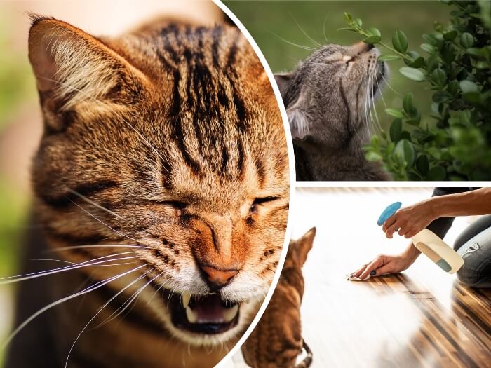 Apretar banda Marchito Mi Gato Estornuda Mucho" - 7 Causas, Qué Hacer y Cómo Evitarlo