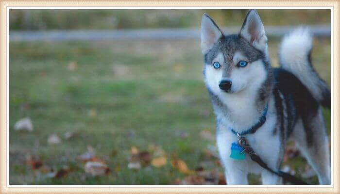 alaskan klee kei de ojos muy azules atado con correa