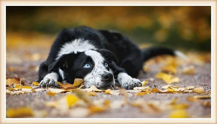 border collie de ojos azules impresionantes echado sobre hojas secas