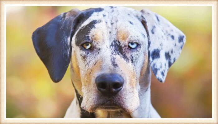 perro catahoula con un ojo azul y otro combinado