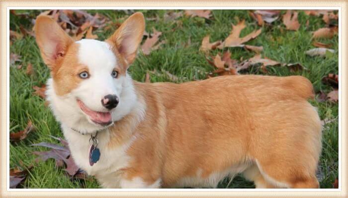 corgi de paleja bicolor y ojos azul claro