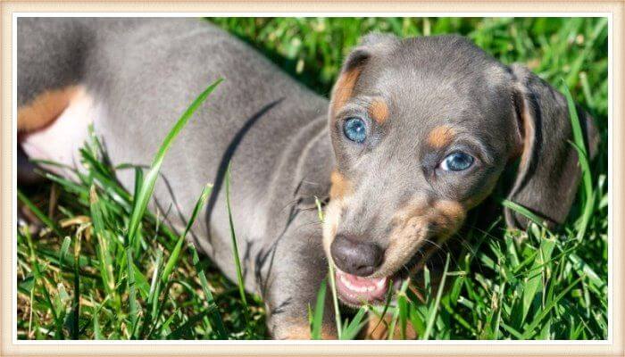 dachshund de ojos azules jugando sobre la hierba