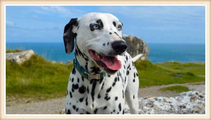 dálmata con ojos azules paseando al aire libre