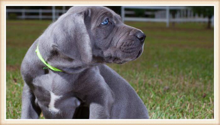 cachorro gran danés de ojos de color azul vibrante