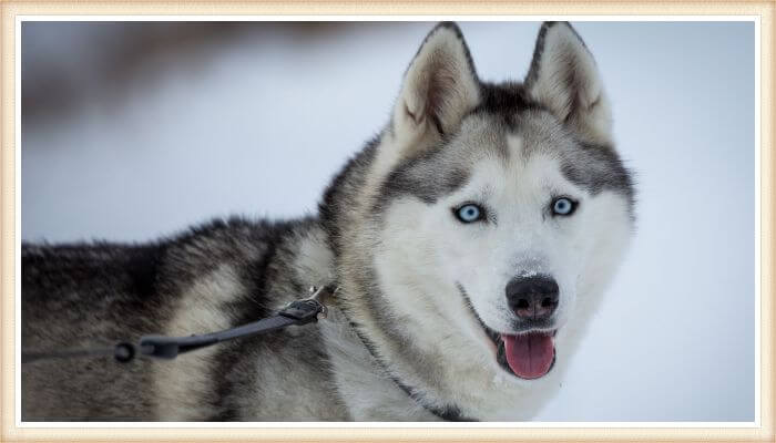 hermoso husky siberiano de ojos azules en paisaje invernal